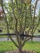 Afbeelding Perzisch IJzerhout - Parrotia persica