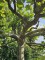 Afbeelding Dakplataan - Platanus hispanica