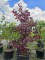 Afbeelding Roodbladige struikvormige Noorse Esdoorn - Acer platanoides 'Royal Red'