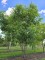 Afbeelding Rode Acacia - Robinia margaretta 'Casque Rouge'