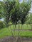 Afbeelding Laurierkers 'Caucasica' - Prunus laur. Caucasica