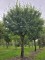 Afbeelding Veldesdoorn als vogelboom - Acer campestre