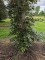 Afbeelding Rode beuk - Fagus sylvatica 'Atropunicea'