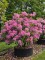 Afbeelding Wilde bos-rhododendron - Rhododendron ponticum 'Roseum'