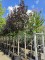 Afbeelding Roodbladige Noorse Esdoorn - Acer platanoides 'Royal Red'