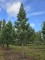 Afbeelding Mammoetboom - Sequoiadendron giganteum 'Glaucum'