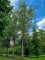 Afbeelding Zwarte berk - betula nigra