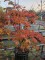 Afbeelding Japanse esdoorn 'Dansende Pauw' - Acer japonicum  'Aconitifolium'