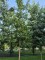 Afbeelding Moseik - Quercus cerris