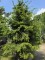 Afbeelding Kaukasische spar - Picea Oriëntalis