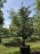 Afbeelding blauwe dwergceder - Cedrus libani 'Silberspitz'