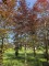 Afbeelding Rode beuk - Fagus sylvatica 'Atropunicea'