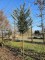 Afbeelding Venijnboom - Taxus baccata