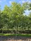 Afbeelding Zwarte noot - Juglans Nigra