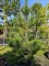 Afbeelding Oostenrijkse Den - Pinus nigra 'Nigra'