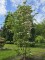 Afbeelding Japanse Grootbloemige Kornoelje - Cornus kousa 'Stellar Pink'