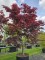 Afbeelding Japanse esdoorn - Acer palmatum 'Bloodgood'