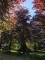 Afbeelding Rode beuk - Fagus sylvatica 'Atropunicea'
