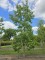 Afbeelding Amberboom - Liquidambar styraciflua