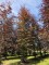 Afbeelding Rode beuk - Fagus sylvatica 'Atropunicea'