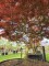 Afbeelding Japanse esdoorn 'Garnet' - Acer palmatum 'Garnet'