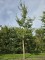 Afbeelding Tempelboom of Eendenpootboom - Ginkgo biloba