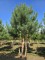 Afbeelding Grove Den - Pinus sylvestris