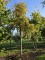 Afbeelding Treur haagbeuk - Carpinus betulus 'Pendula'