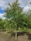 Afbeelding Katsuraboom of koekjesboom - Cercidiphyllum japonicum