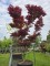 Afbeelding Japanse esdoorn - Acer palmatum 'Fireglow'