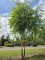 Afbeelding Zwarte berk - Betula nigra