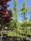 Afbeelding Ceder met geel-groene naalden - Cedrus deodara 'Aurea'