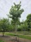 Afbeelding Hoogstam Oranjekers als herdenkingsboom - Idesia Polycarpa