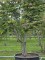 Afbeelding Perzisch ijzerhout 'Bella' - Parrotia persica 'Bella'