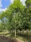 Afbeelding Zuilvormige haagbeuken op stam - Carpinus betulus 'Frans Fontaine'   (Fastigiata)