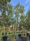 Afbeelding Steeneik - Quercus ilex