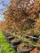 Afbeelding Japanse Esdoorn - Acer palmatum 'Trompenburg'