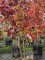 Afbeelding Amberboom - Liquidambar styraciflua