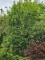 Afbeelding Zuilvormige krentenstruik - Amelanchier alnifolia 'Obelisk'