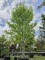 Afbeelding Amberboom - Liquidambar styraciflua 'Worplesdon'