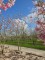 Afbeelding Magnolia - Magnolia 'Soulangeana'
