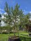 Afbeelding Grove Den - Pinus sylvestris
