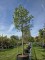 Afbeelding Judasboom - Cercis siliquastrum 'Alba'