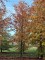 Afbeelding Rode beuk - Fagus sylvatica 'Atropunicea'