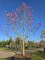 Afbeelding Magnolia - Magnolia 'Galaxy'