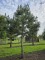Afbeelding Oostenrijkse den - Pinus nigra 'Nigra'