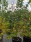 Afbeelding kleine linde - Tilia cordata 'Winter Orange'