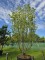 Afbeelding Japanse grootbloemige kornoelje 'Milky Way' - Cornus kousa 'Milky Way'