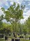 Afbeelding Perzische Slaapboom - Albizia julibrissin