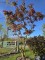 Afbeelding Sierappel - Malus 'Profusion'